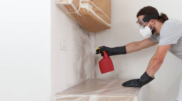 Professional Basement Mold Removal technician working in Centreville, MI