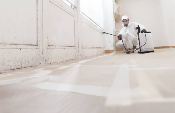 24/7 Emergency Basement Mold Removal experts in Centreville, MI