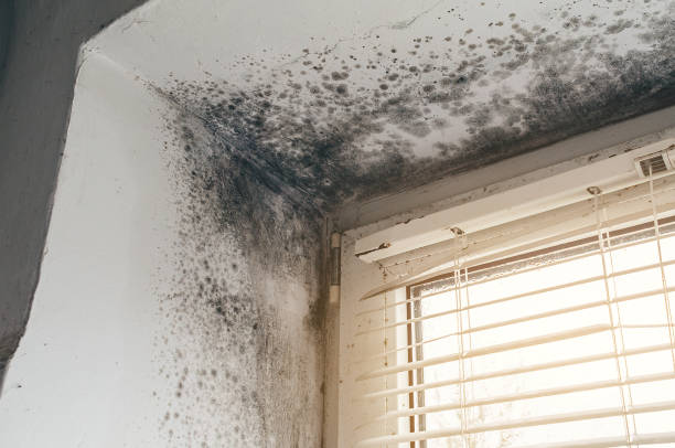 Affordable Basement Mold Removal solutions in Centreville, MI